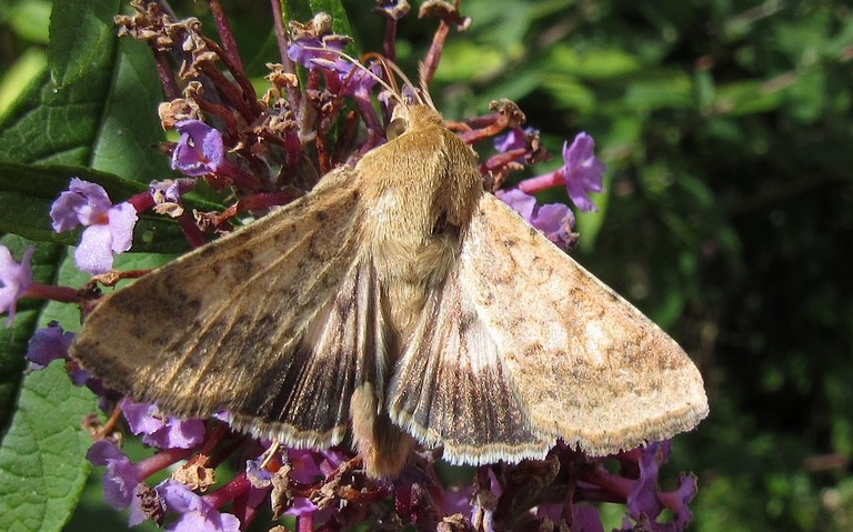 Papillons - L'armigère - Helicoverpa armigera