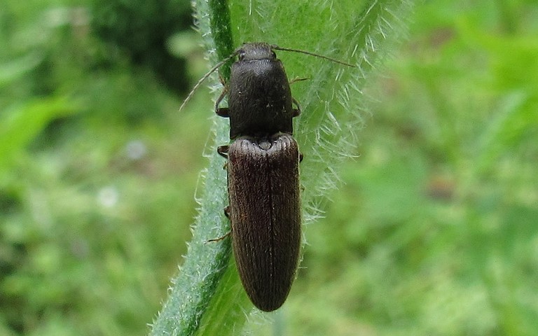 Coléoptères - Elateroides - Athous sp.