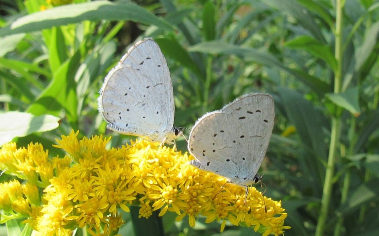 Papillons - L'azuré des nerpruns - Celastrina argiolus