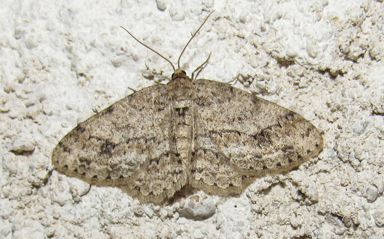 Papillons - Boarmie ponctuée - Aethalura punctula