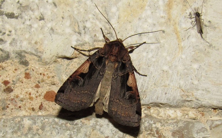 Papillons - Le C noir - Xestia c-nigrum