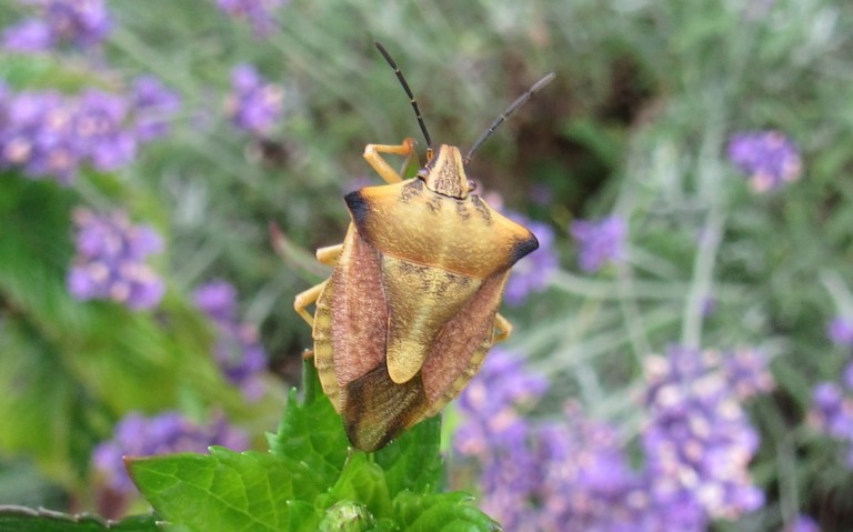Punaise des céréales 2 - Carpocoris fuscipinus