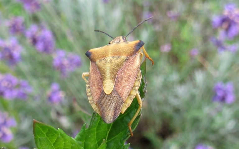 Punaise des céréales 2 - Carpocoris fuscipinus