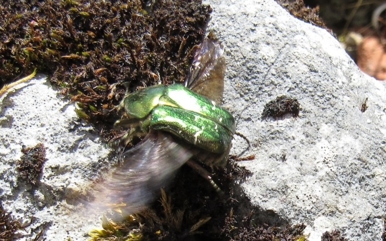 27 mai 2026 Cétoine dorée - Cetonia aurata - Envol