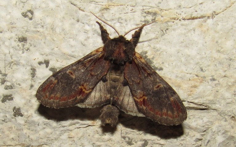 12 août 2026 Papillons - Le chameau - Notodonta dromedarius - Mâle
