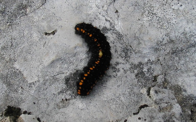 Chenille- Apollon - Parnassius apollon