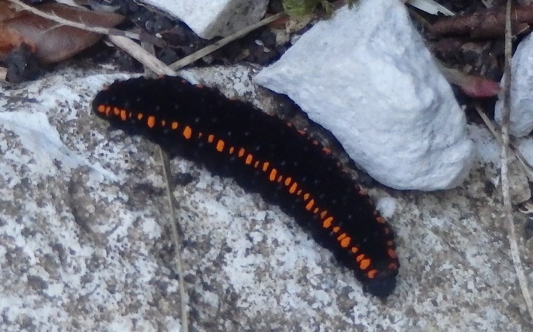 Chenille- Apollon - Parnassius apollon