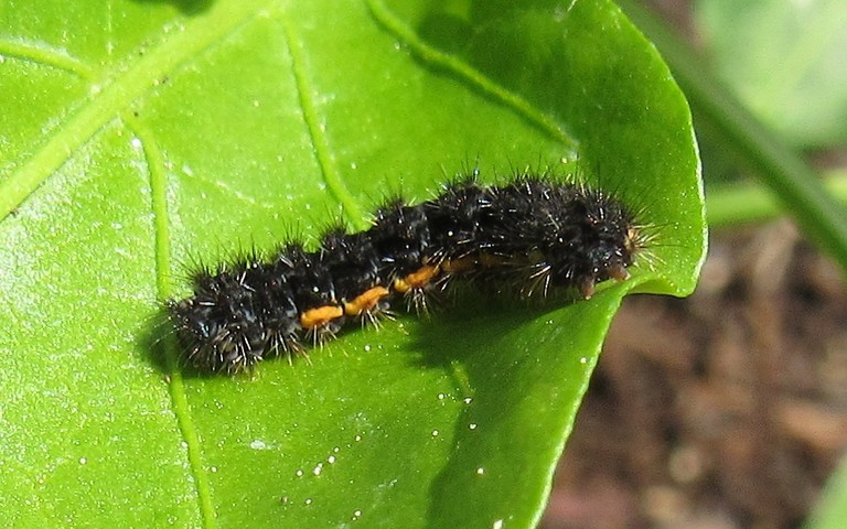 Chenille - La lithosie plombée - Eilema lurideola