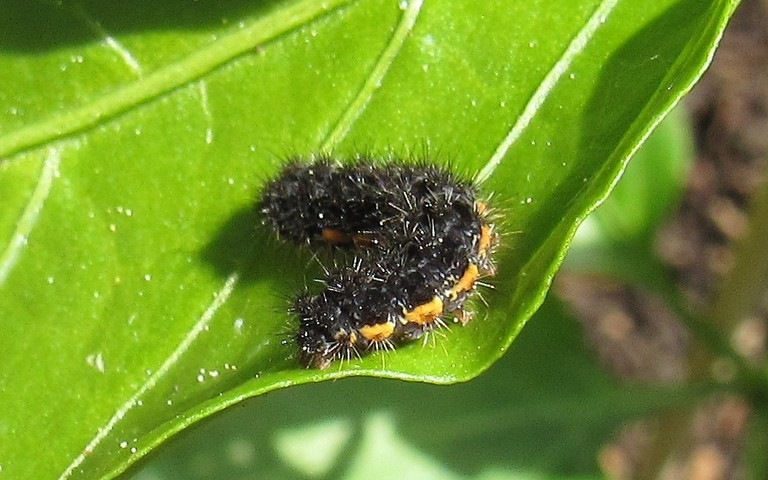 Chenille - La lithosie plombée - Eilema lurideola