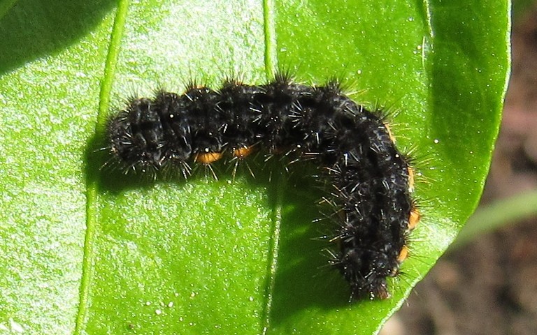 Chenille - La lithosie plombée - Eilema lurideola