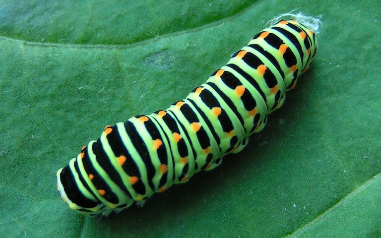 Chenille - Machaon - Papilio machaon