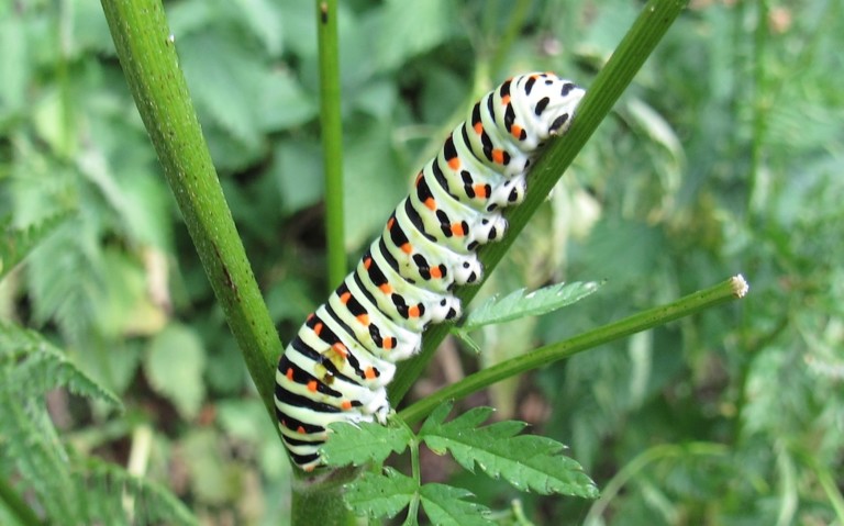 Chenille du machaon - Papilio machao