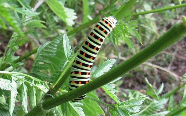 Chenille du machaon - Papilio machao