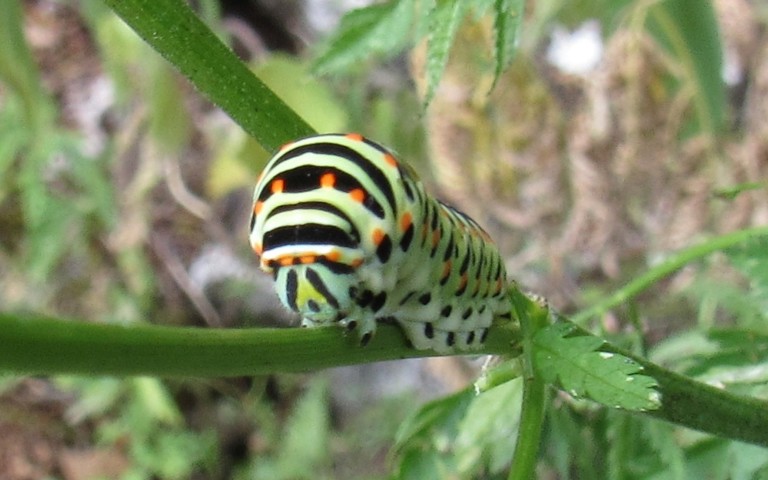 Chenille du machaon - Papilio machao