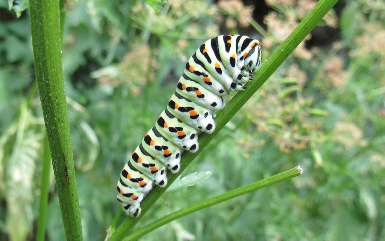 Chenille du machaon - Papilio machaon