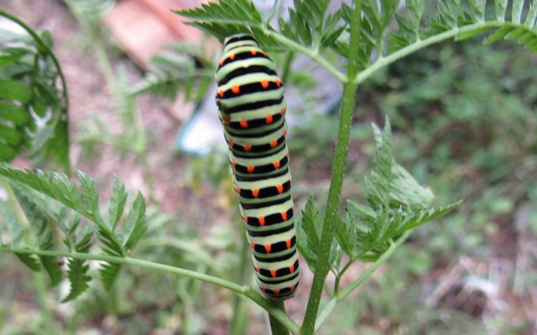 Chenille du machaon - Papilio machao