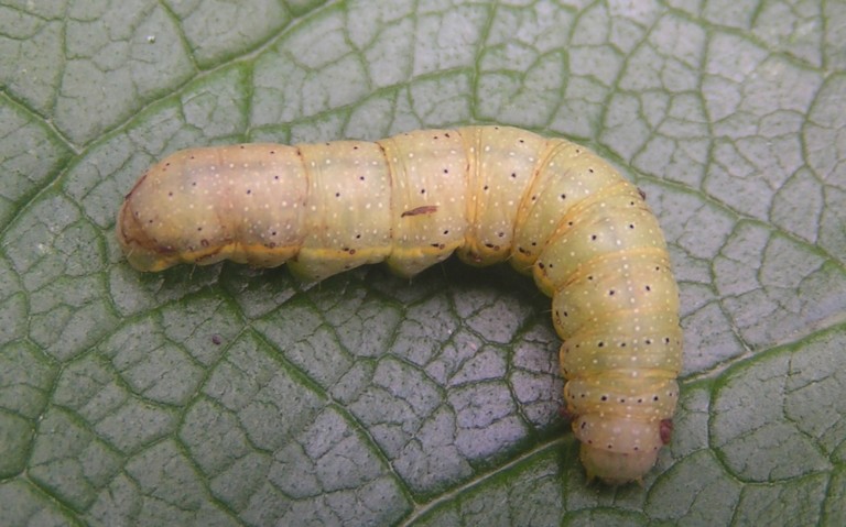 Chenille - La noctuelle des potagers - Lacanobia oleracea