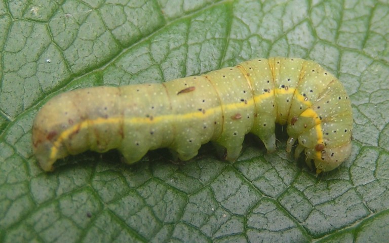 Chenille - La noctuelle des potagers - Lacanobia oleracea