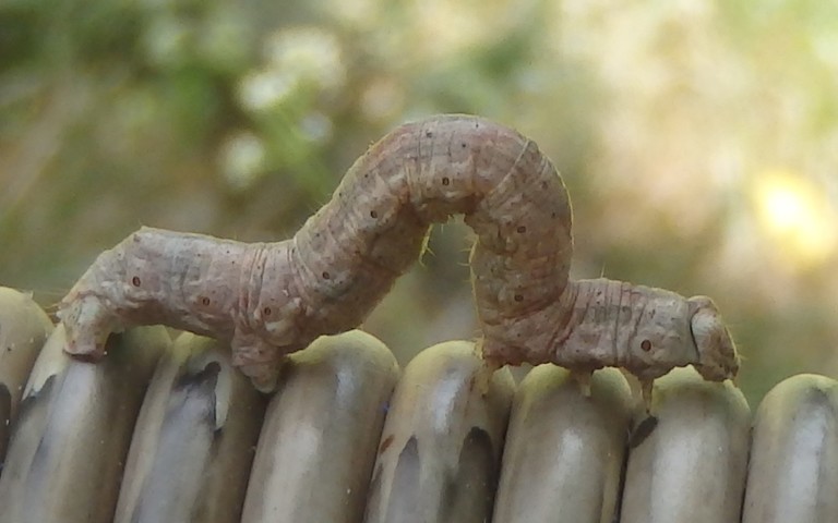 Chenille de la phalène de l'anserine - Scotopteryx chenopodiata - Femelle