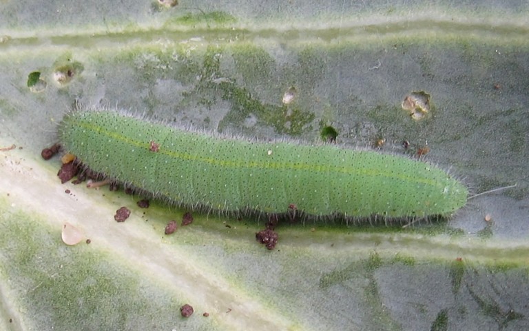 Chenille de la piéride de la rave - Pieris rapae