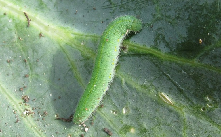 Chenille de la piéride de la rave - Pieris rapae