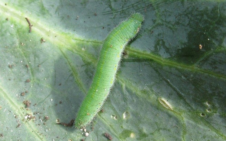 Chenille de la piéride de la rave - Pieris rapae