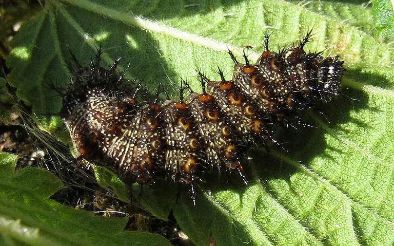 Chenille - Le vulcain - Vanessa atalanta