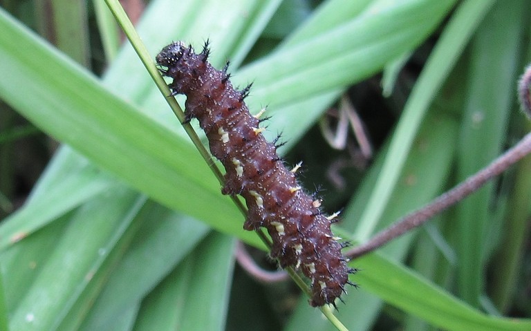 Chenille - Le vulcain - Vanessa atalanta