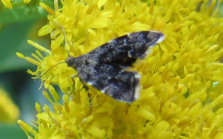 Papillons - Choreutidae - Anthophila fabriciana