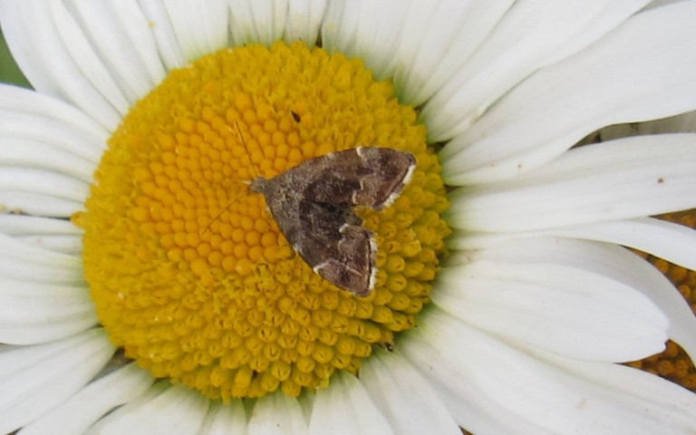 Papillons - Choreutidae - Anthophila fabriciana