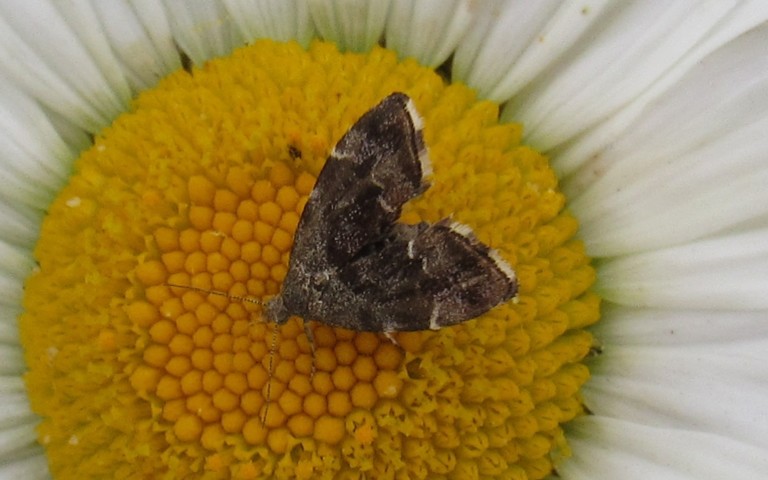 Papillons - Choreutidae - Anthophila fabriciana