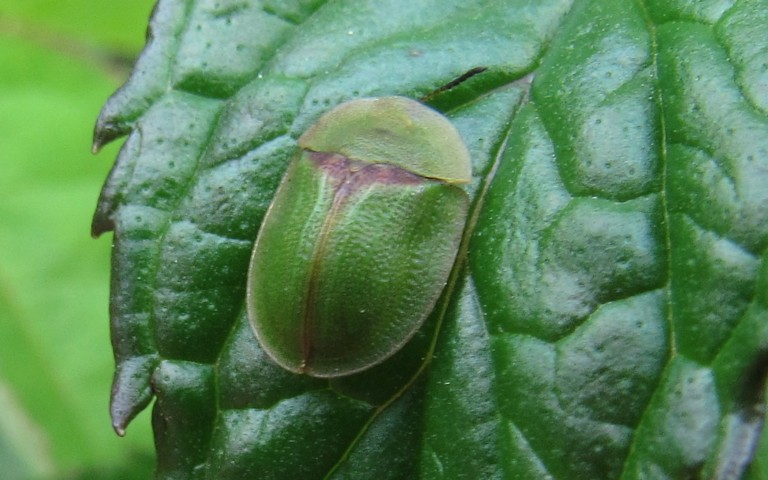 Cassida sp.