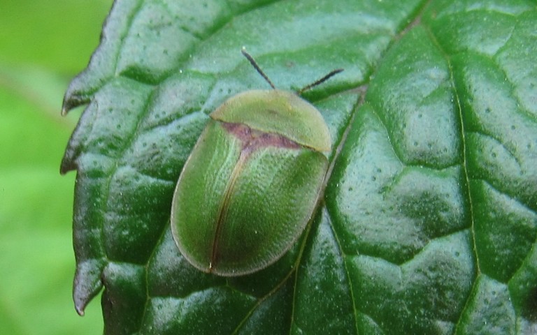 Cassida sp.