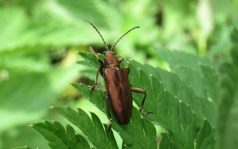 Plateumaris sericea
