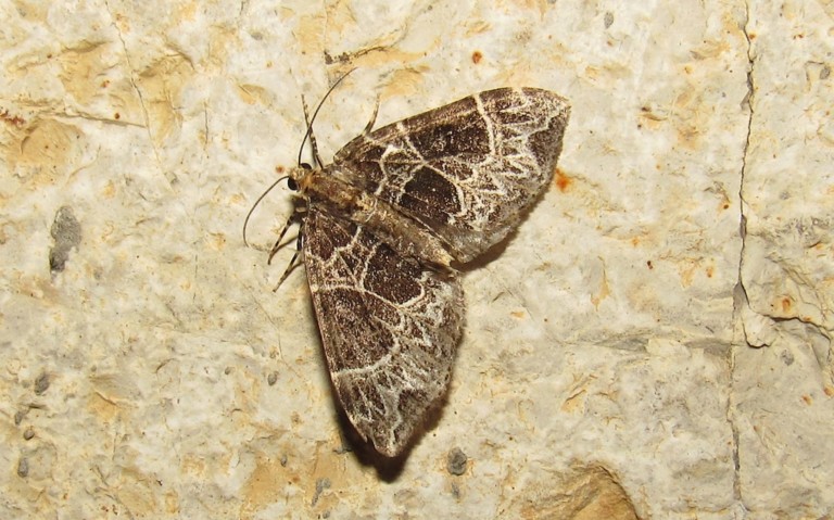 Papillons - La cidarie ochracée - Ecliptopera silaceata