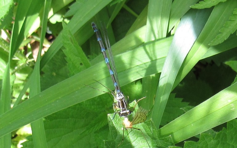 Coenagrion sp.