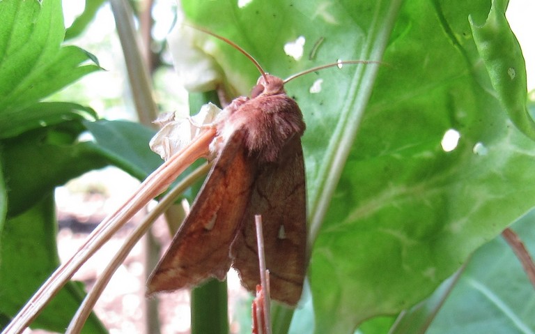Papillons - La conigère - Mythimna conigera