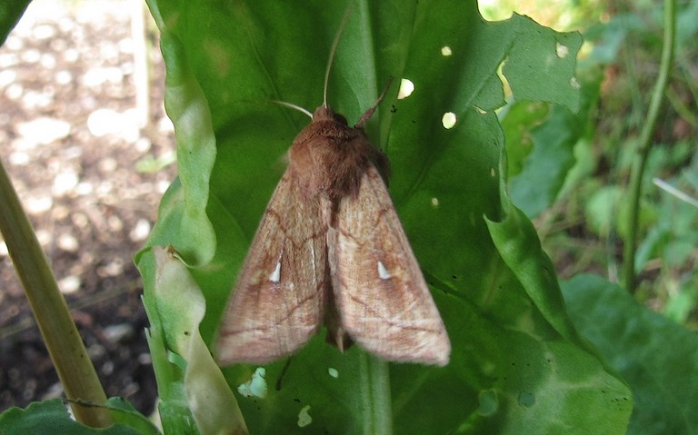 Papillons - La conigère - Mythimna conigera