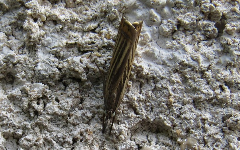 28 juin 2023 Papillons - Crambus des jardins - Chrysoteuchia culmella