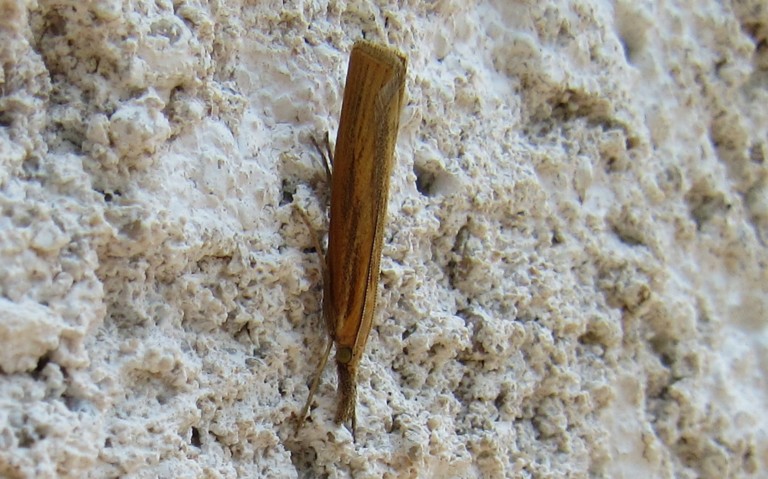 13 août 2026 Papillons - Le crambus jaunâtre - Pediasia luteella