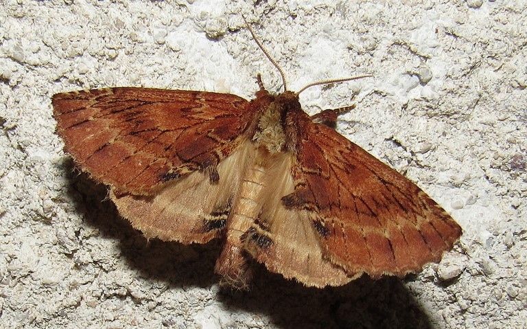 Papillons - La crête de coq - Ptilodon capucina - mâle