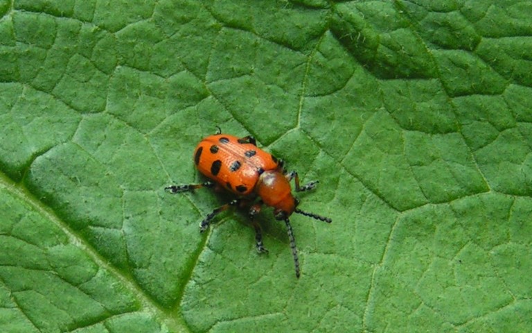 Criocère à 12 points - Crioceris duodecimpunctata
