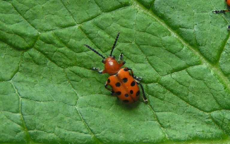 Criocère à 12 points - Crioceris duodecimpunctata