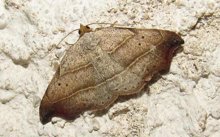 Papillons - Doublure jaune - Euclidia glyphica