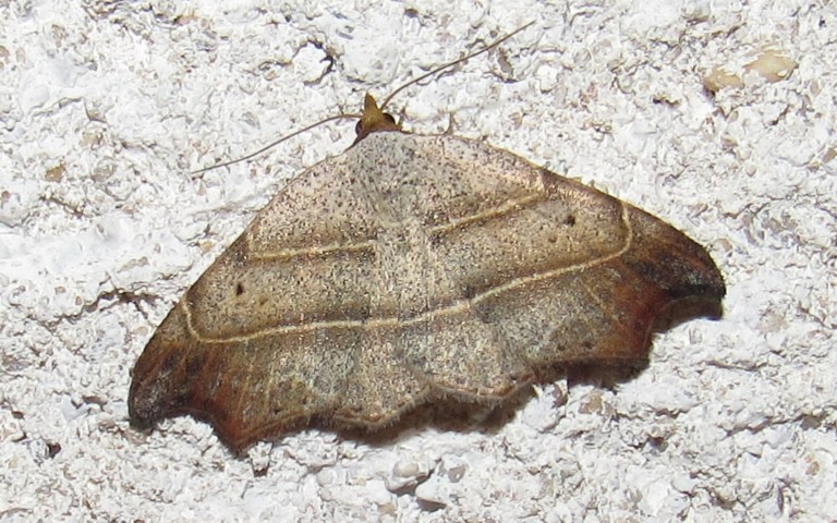 Papillons - Le crochet - Laspeyria flexula