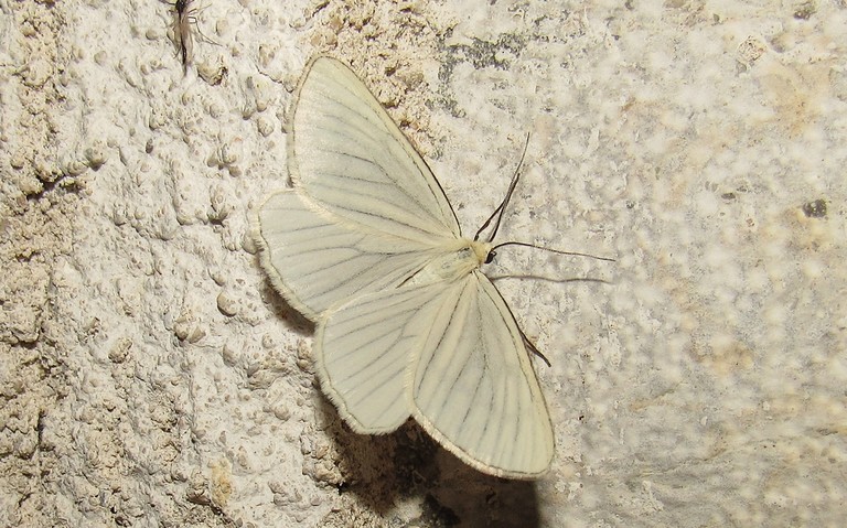 Papillons - La divisée - Siona lineata