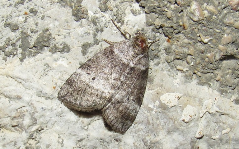 Papillons - La double ligne - Ochropacha duplaris