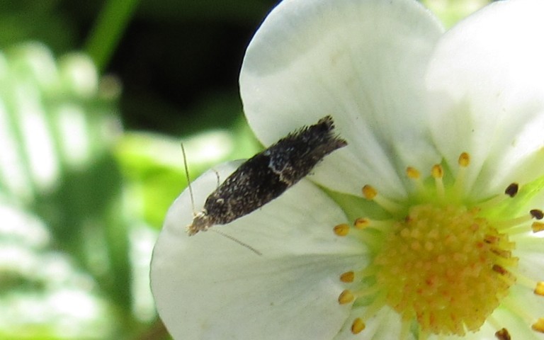 Papillons - Douglasiidae - Tinagma perdicella