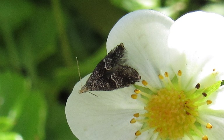 Papillons - Douglasiidae - Tinagma perdicella
