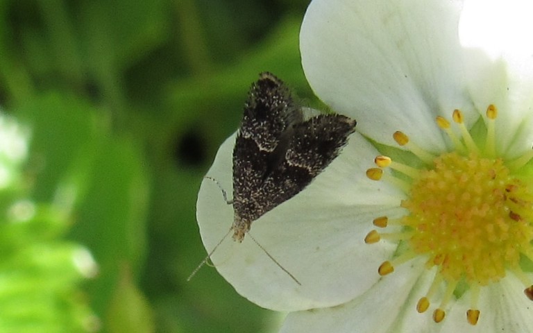 Papillons - Douglasiidae - Tinagma perdicella